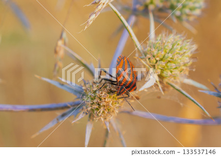 Vibrant red-orange trumpet vine flower campsis radicans with orange striped bug graphosoma lineatum Vibrant red-orange trumpet vine flower campsis radicans with orange striped bug graphosoma lineatum 133537146