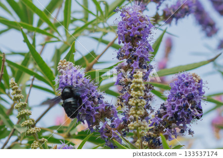 Black Carpenter Bee gathering nectar from lavender-purple Vitex flowers 133537174