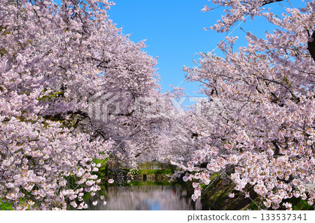 櫻井弘前城 133537341