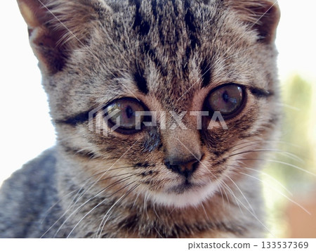 Cute Grey Kitten Cute Grey Kitten 133537369