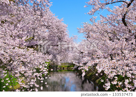 Sakurakei Hirosaki Castle 133537473