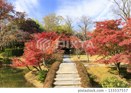 Japanese garden that shines in autumn leaves (Kyoto Katsura Imperial Villa) Japanese garden that shines in autumn leaves (Kyoto Katsura Imperial Villa) 133537557