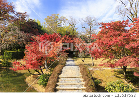 Japanese garden that shines in autumn leaves (Kyoto Katsura Imperial Villa) 133537558
