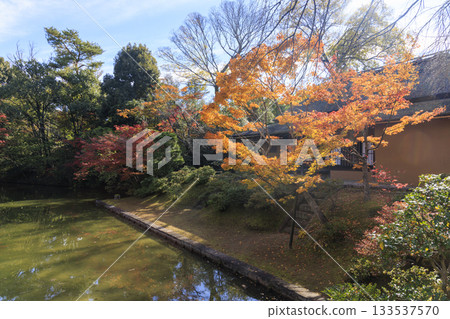 Japanese garden that shines in autumn leaves (Kyoto Katsura Imperial Villa) 133537570