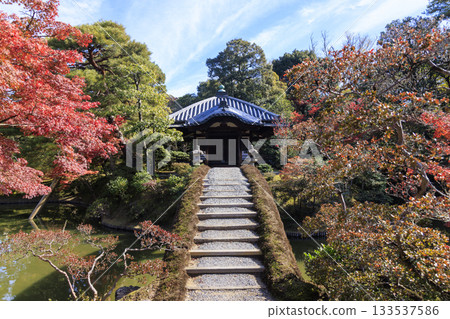 Japanese garden that shines in autumn leaves (Kyoto Katsura Imperial Villa) 133537586