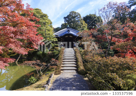 Japanese garden that shines in autumn leaves (Kyoto Katsura Imperial Villa) 133537596