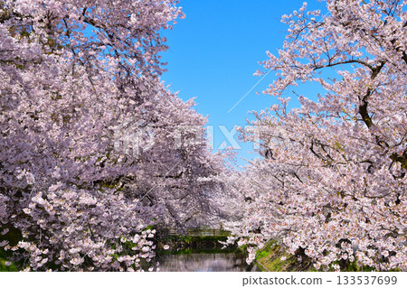 櫻井弘前城 133537699