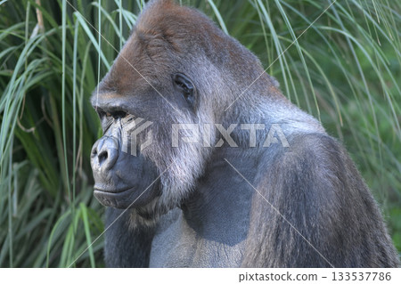 大猩猩看著鏡頭說，請不要用閃光燈，因為它忘了戴太陽眼鏡。 133537786