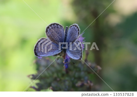 A butterfly sucking nectar from a purple flower of a flower that blooms in the autumn garden 133537828