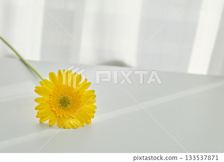 Gentle light by the window and a single flower Gentle light by the window and a single flower 133537871