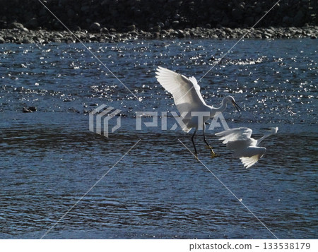 A territorial dispute? (Two egrets frolicking in the Kagami River) 133538179