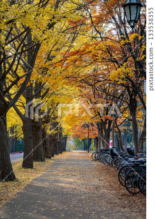 北海道大學銀杏樹黃葉秋色 133538355