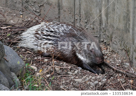 Dozing Porcupine Dozing Porcupine 133538634