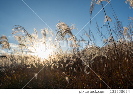 美麗的日落和銀色的草地，索恩高地的質樸鄉村風光 133538654