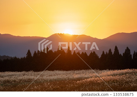 Orange sunset and silver grass, the rustic countryside scenery of Sone Highlands is beautiful 133538675