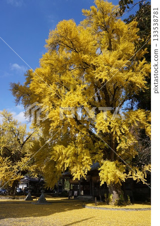 岡山縣真庭市日斬福田神社:銀杏葉變黃時 岡山縣真庭市日斬福田神社:銀杏葉變黃時 133538781