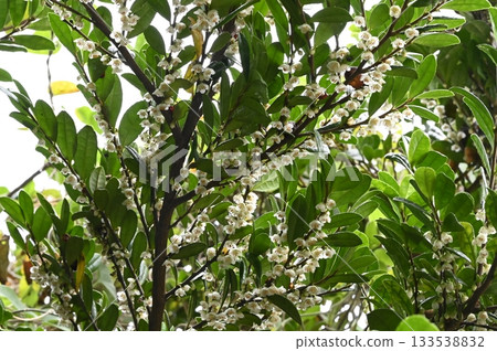 初冬時節，海邊盛開著濱濱柿花。 133538832