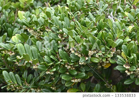 Hamahisakaki flowers blooming on the seashore in early winter 133538833