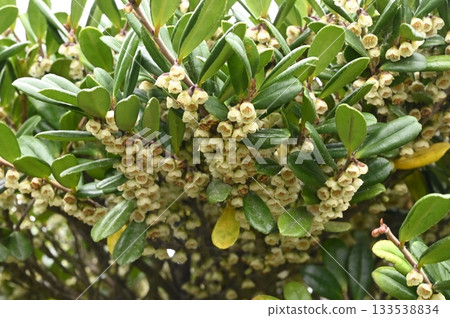 Hamahisakaki flowers blooming on the seashore in early winter 133538834
