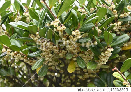 Hamahisakaki flowers blooming on the seashore in early winter Hamahisakaki flowers blooming on the seashore in early winter 133538835