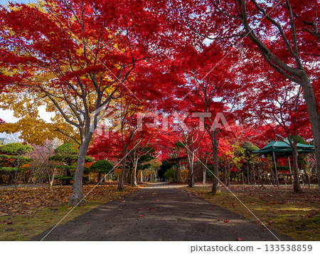 Hokkaido Sapporo Hiraoka Arboretum Autumn Leaves Maple Tunnel Hokkaido Sapporo Hiraoka Arboretum Autumn Leaves Maple Tunnel 133538859