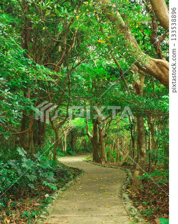 A green tunnel surrounded by trees leading to Umikongo and Anoki Observatory 133538896