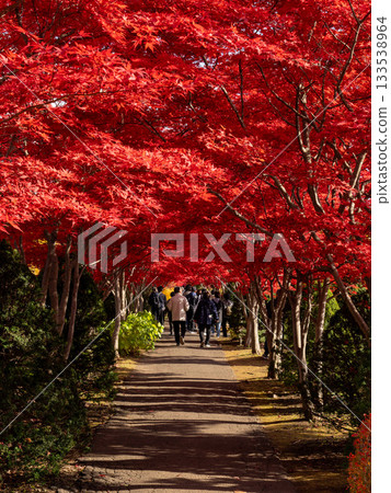 北海道札幌平岡植物園秋葉楓樹隧道 北海道札幌平岡植物園秋葉楓樹隧道 133538964
