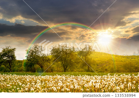 rural landscape with blooming dandelion field in spring at sunset. agriculture countryside background with mountain in evening light. farmland with orchard in springtime under rainbow. warm weather 133538994
