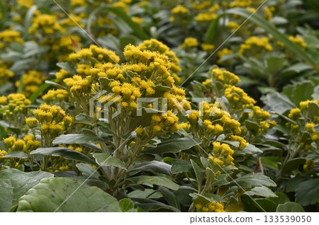 Sea daisy flowers blooming on the rocks of the coast Sea daisy flowers blooming on the rocks of the coast 133539050