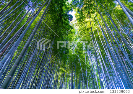 京都府京都市右京區安達野念佛寺3號的冬季竹林景色 京都府京都市右京區安達野念佛寺3號的冬季竹林景色 133539063