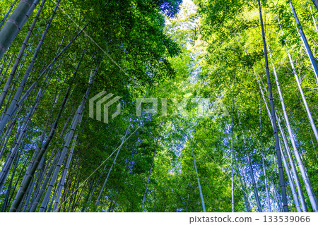 Winter scenery of the bamboo forest at Adashino Nenbutsu-ji Temple 2, Ukyo Ward, Kyoto City, Kyoto Prefecture 133539066