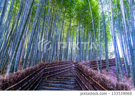 Winter scenery of bamboo forest at Adashino Nenbutsu-ji Temple 1, Ukyo Ward, Kyoto City, Kyoto Prefecture 133539068