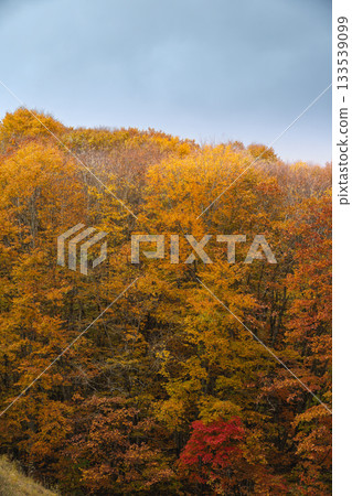 整座山峰都被絢麗的秋色所覆蓋。 133539099