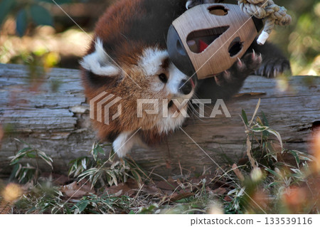 Red panda playing with toys② Red panda playing with toys② 133539116