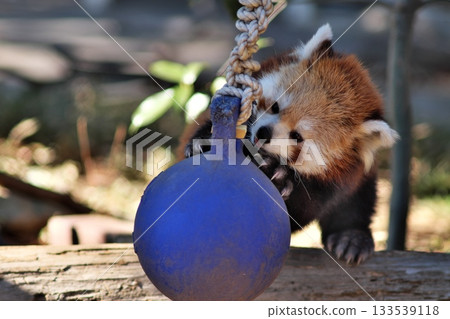 小熊貓玩球② 133539118