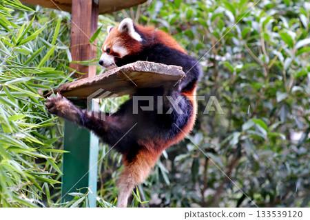 Red panda climbing onto a platform① Red panda climbing onto a platform① 133539120