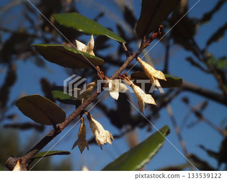 秋日的陽光灑在玄內山上的日本蜀葵（根內山上的根內山蜀葵）花朵上。 133539122