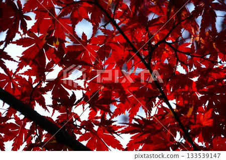 鮮紅的秋葉 133539147