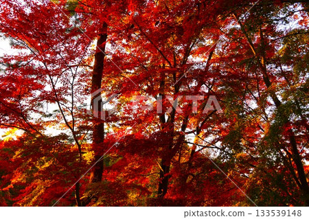 鮮紅的秋葉 133539148