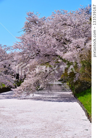 弘前城櫻花美景花筏 133539167