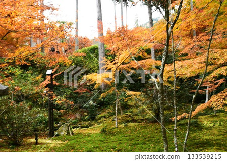 Garden with autumn leaves Garden with autumn leaves 133539215