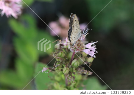 A Yamato Shijimi butterfly sucking nectar from a pink daisy flower blooming in an autumn garden 133539220