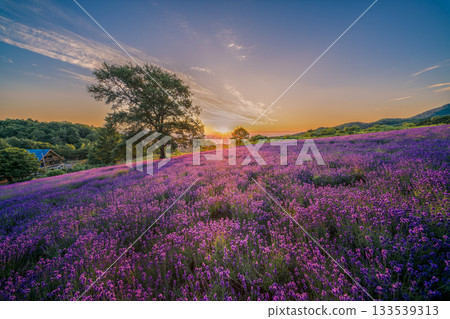 Hokkaido Lavender Sapporo Asahi Purple Summer Sunrise 133539313