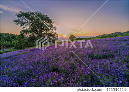 Hokkaido Lavender Sapporo Asahi Purple Summer Sunrise 133539314