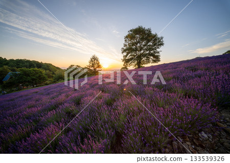 北海道薰衣草札幌朝日紫夏日出 北海道薰衣草札幌朝日紫夏日出 133539326