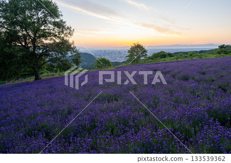 Hokkaido Lavender Sapporo Asahi Purple Summer Sunrise 133539362