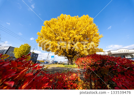 Hokkaido, Sapporo, Shinoro, Autumn leaves, Yellow leaves, Autumn, Ginkgo, Ryuunji Temple 133539476