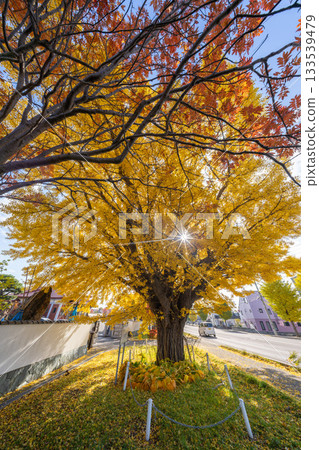 Hokkaido, Sapporo, Shinoro, Autumn leaves, Yellow leaves, Autumn, Ginkgo, Ryuunji Temple Hokkaido, Sapporo, Shinoro, Autumn leaves, Yellow leaves, Autumn, Ginkgo, Ryuunji Temple 133539479