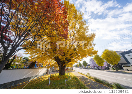 Hokkaido, Sapporo, Shinoro, Autumn leaves, Yellow leaves, Autumn, Ginkgo, Ryuunji Temple Hokkaido, Sapporo, Shinoro, Autumn leaves, Yellow leaves, Autumn, Ginkgo, Ryuunji Temple 133539481
