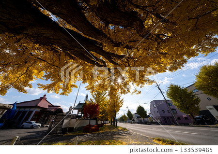 北海道、札幌、信呂、秋葉、黃葉、秋天、銀杏、龍雲寺 北海道、札幌、信呂、秋葉、黃葉、秋天、銀杏、龍雲寺 133539485